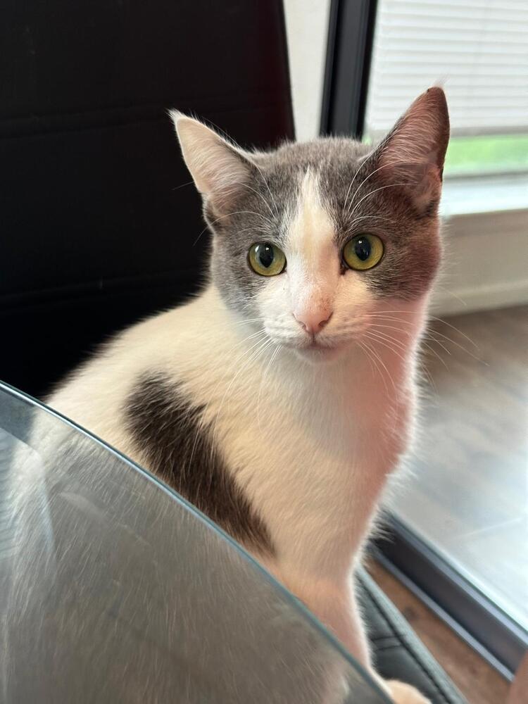 adoptable Cat in Dallas, TX named Nayre