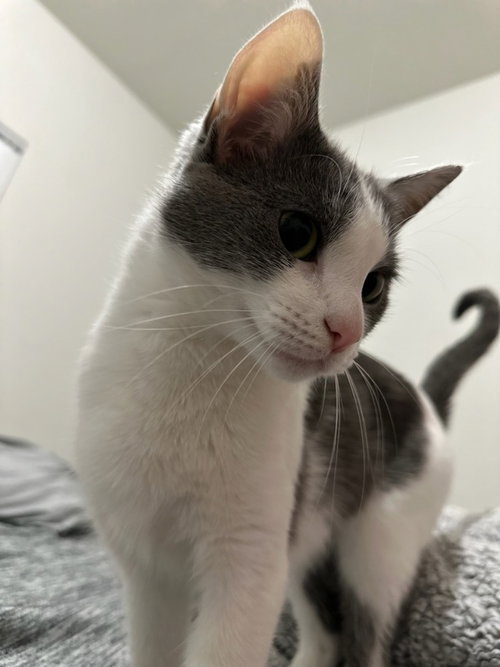 NAYRE - Domestic Short Hair / Domestic Short Hair available for adoption