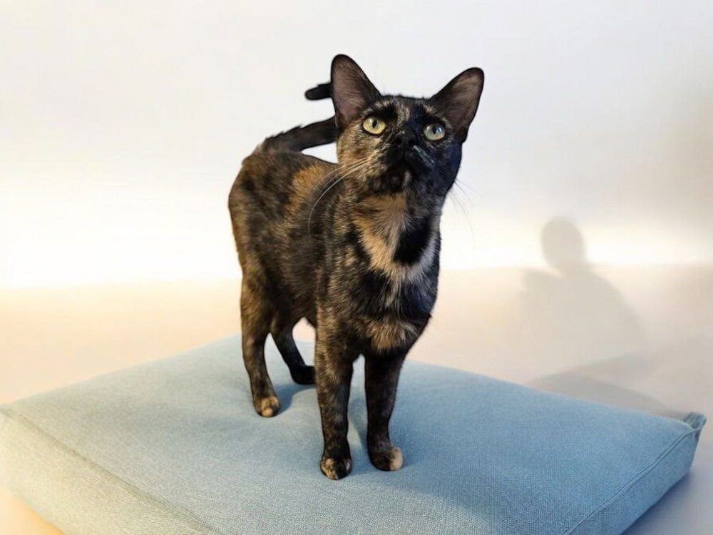 adoptable Cat in Dallas, TX named Dani