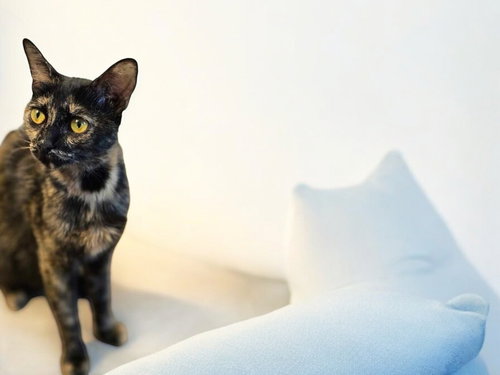 DANI - Domestic Short Hair / Domestic Short Hair available for adoption