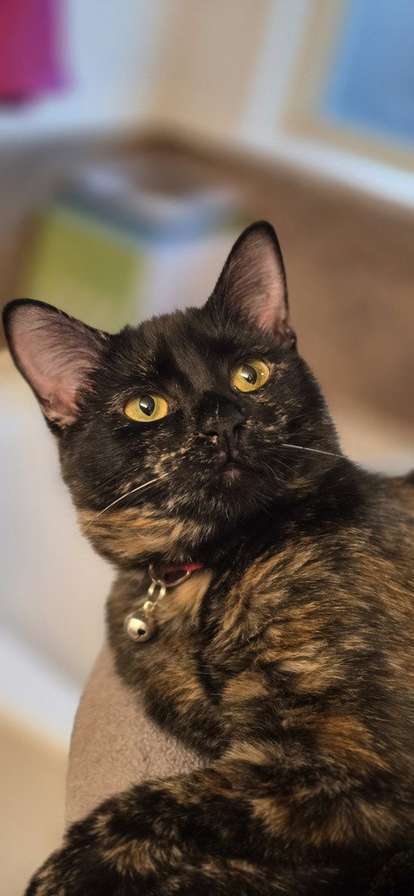 MAMAS - Domestic Short Hair / Domestic Short Hair available for adoption