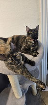 Mamas - Photo 2