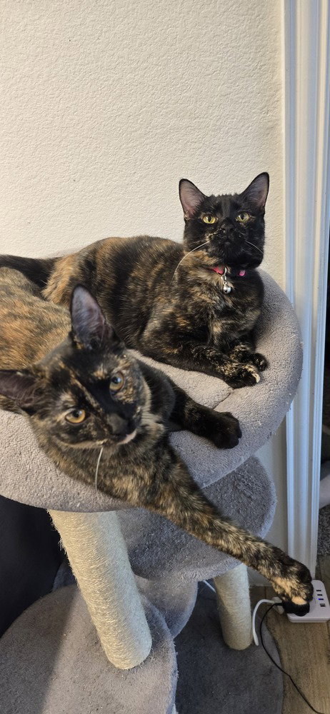 MAMAS - Domestic Short Hair / Domestic Short Hair available for adoption