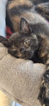 Mamas - Photo 3