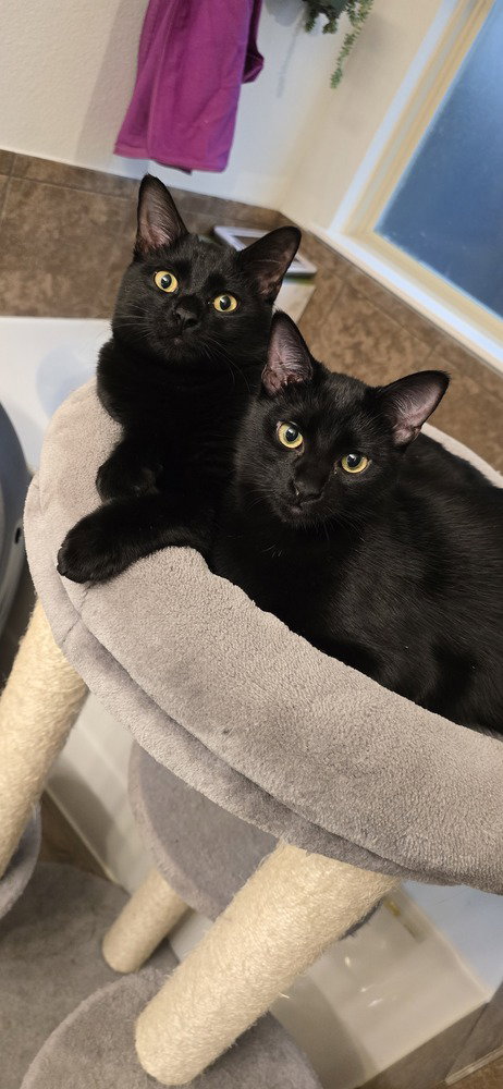 PANTHER - Domestic Short Hair / Domestic Short Hair available for adoption