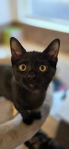 Panther - Photo 2