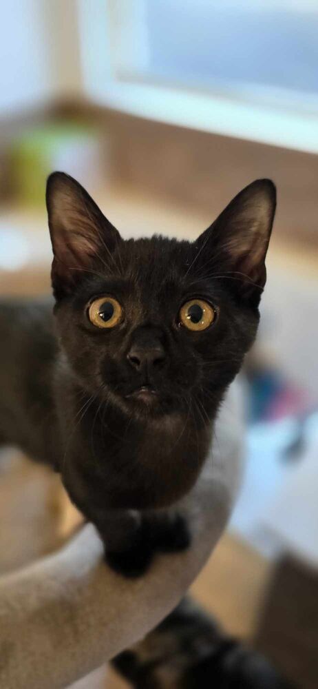 PANTHER - Domestic Short Hair / Domestic Short Hair available for adoption