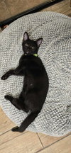 Panther - Photo 3