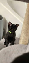 Panther - Photo 4