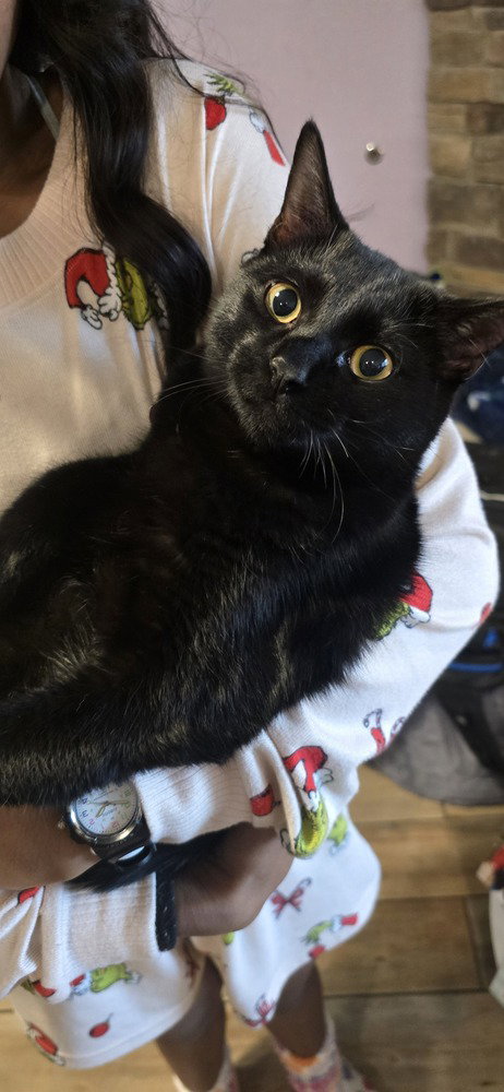 RONNIE - Domestic Short Hair / Domestic Short Hair available for adoption