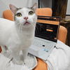adoptable Cat in dallas, TX named Bubbalicious