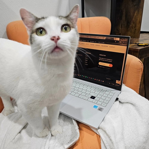 BUBBALICIOUS - Domestic Short Hair / Domestic Short Hair available for adoption