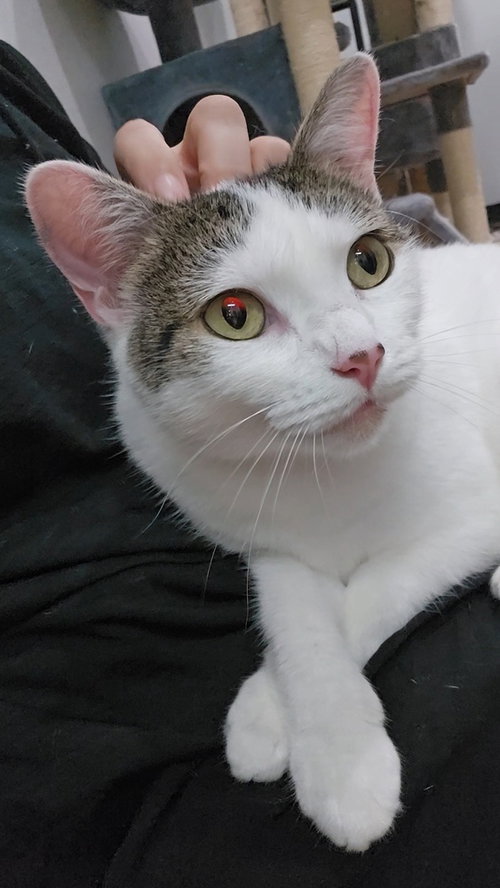 BUBBALICIOUS - Domestic Short Hair / Domestic Short Hair available for adoption