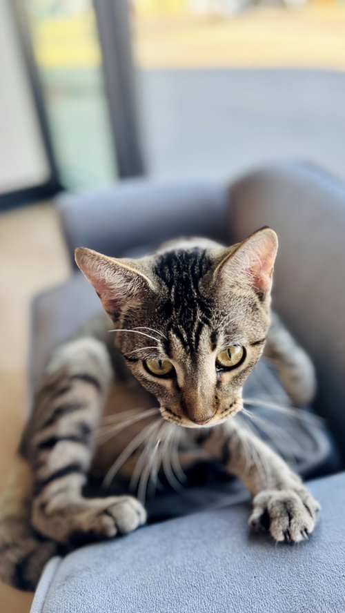 ARIA - Domestic Short Hair / Domestic Short Hair available for adoption