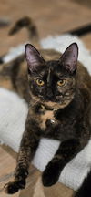 adoptable Cat in  named Tiny