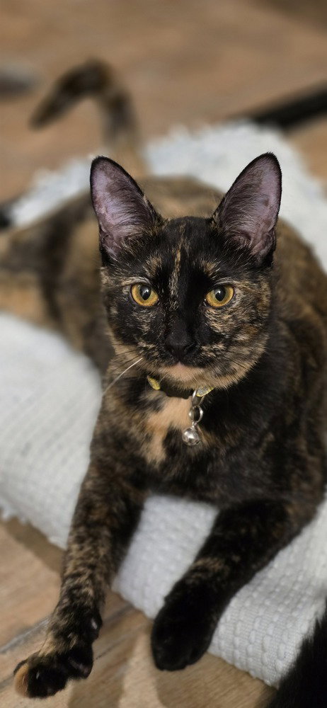 TINY - Domestic Short Hair / Domestic Short Hair available for adoption