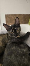 Tiny - Photo 2