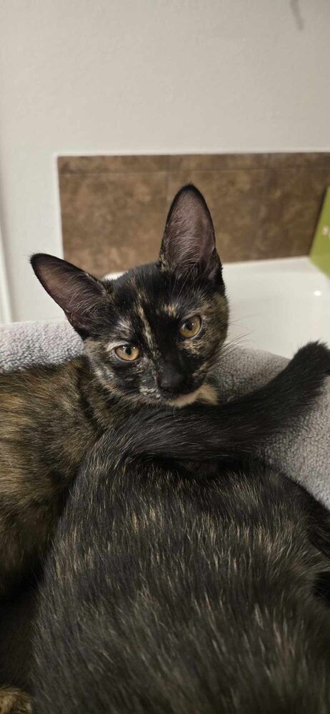 TINY - Domestic Short Hair / Domestic Short Hair available for adoption