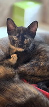 Tiny - Photo 4
