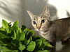 adoptable Cat in  named Jessica