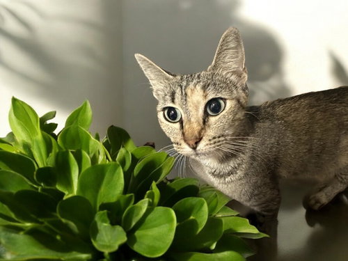 JESSICA - Domestic Short Hair / Domestic Short Hair available for adoption