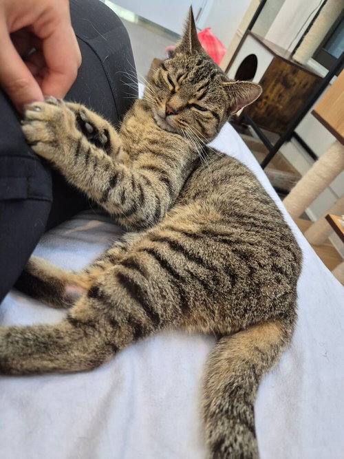 SKY - Domestic Short Hair / Domestic Short Hair available for adoption