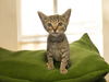 adoptable Cat in  named Sky