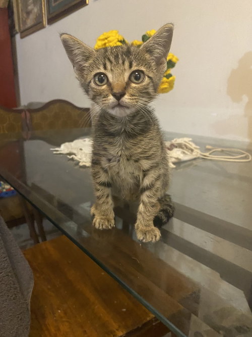SKY - Domestic Short Hair / Domestic Short Hair available for adoption