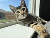 adoptable Cat in  named Harry