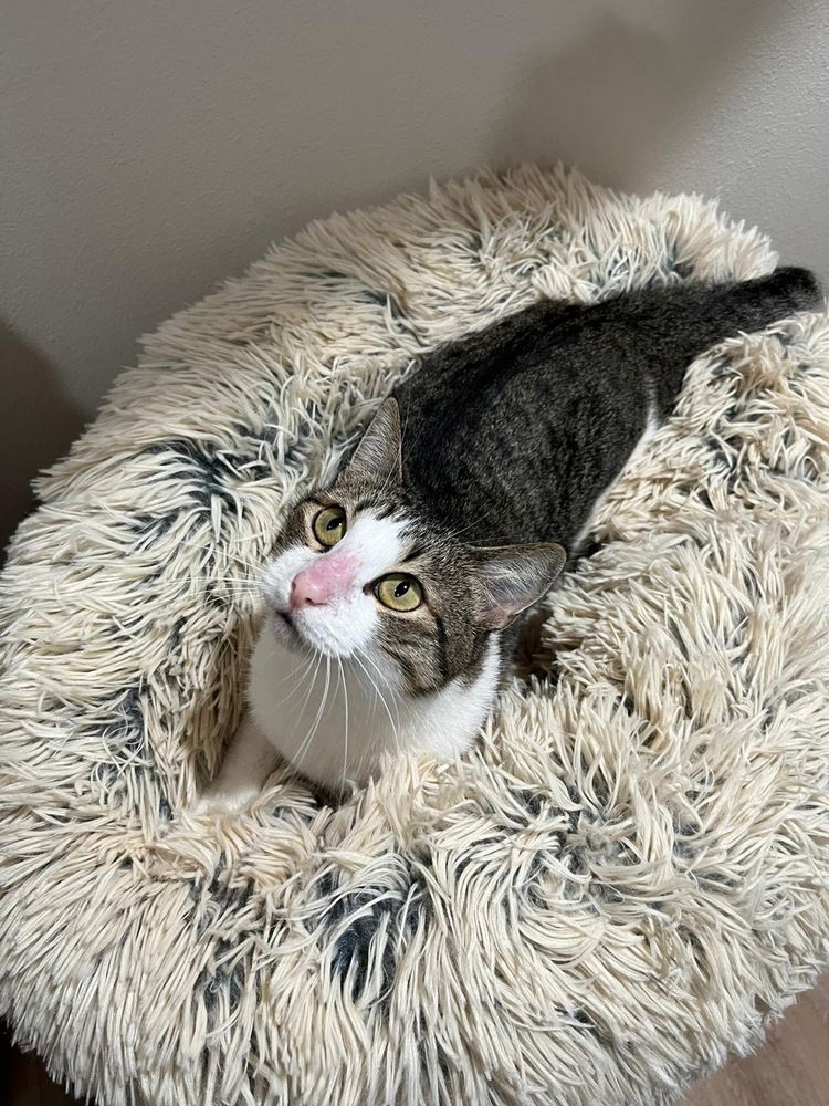adoptable Cat in Dallas, TX named Verdi