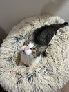 adoptable Cat in  named Verdi