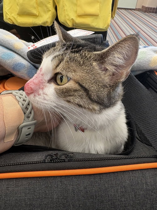 VERDI - Domestic Short Hair / Domestic Short Hair available for adoption