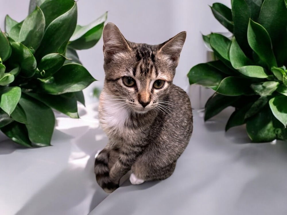 adoptable Cat in Dallas, TX named Socksy