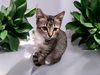 adoptable Cat in  named Socksy