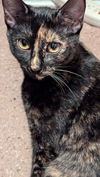 adoptable Cat in  named Hera