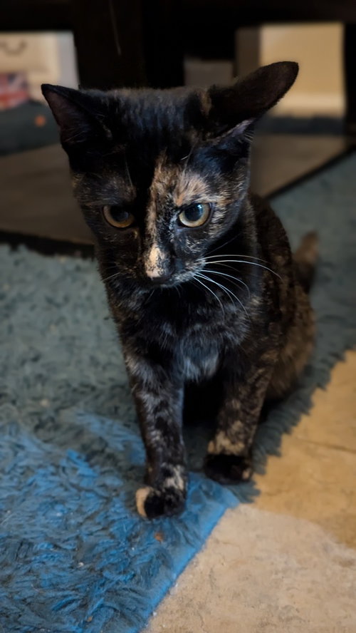 HERA - Domestic Short Hair / Domestic Short Hair available for adoption