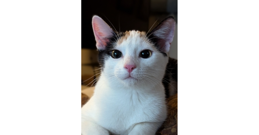 adoptable Cat in Dallas, TX named Athena W