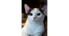 adoptable Cat in  named Athena W