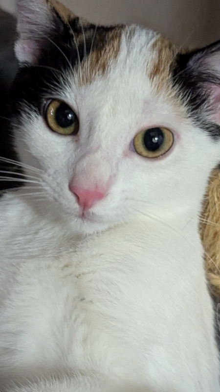 ATHENA W - Calico / Domestic Short Hair available for adoption