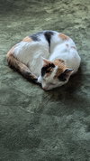 Athena W - Photo 3