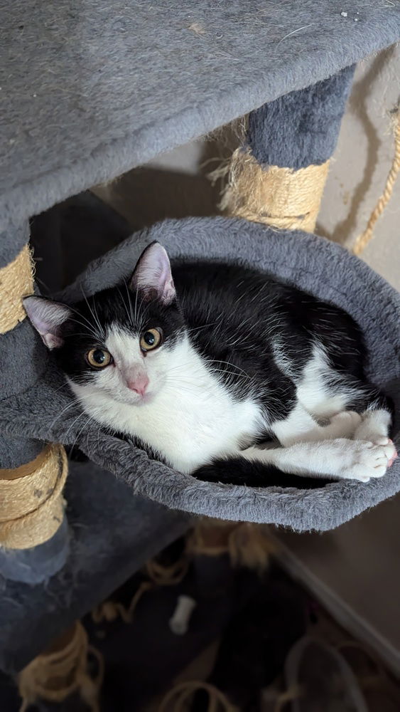 adoptable Cat in Dallas, TX named Sophie W
