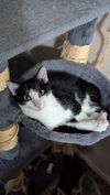 adoptable Cat in  named Sophie W