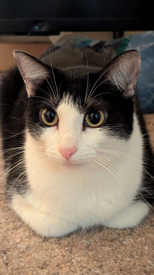 SOPHIE W - Domestic Short Hair / Domestic Short Hair for adoption in Mesquite