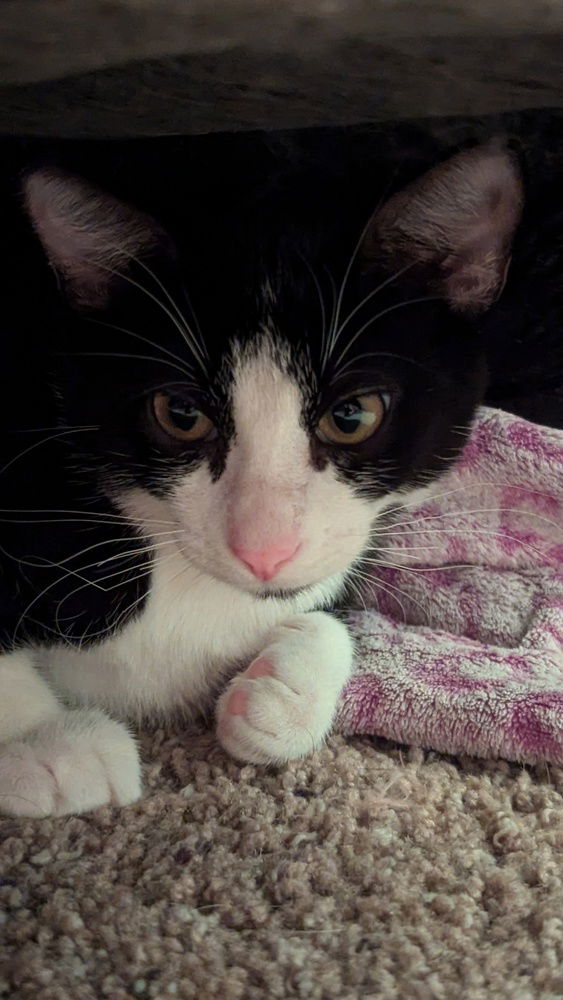 adoptable Cat in Dallas, TX named Hermes