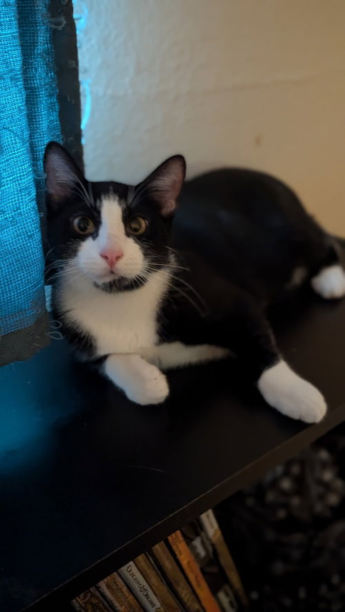 HERMES - Domestic Short Hair / Domestic Short Hair available for adoption