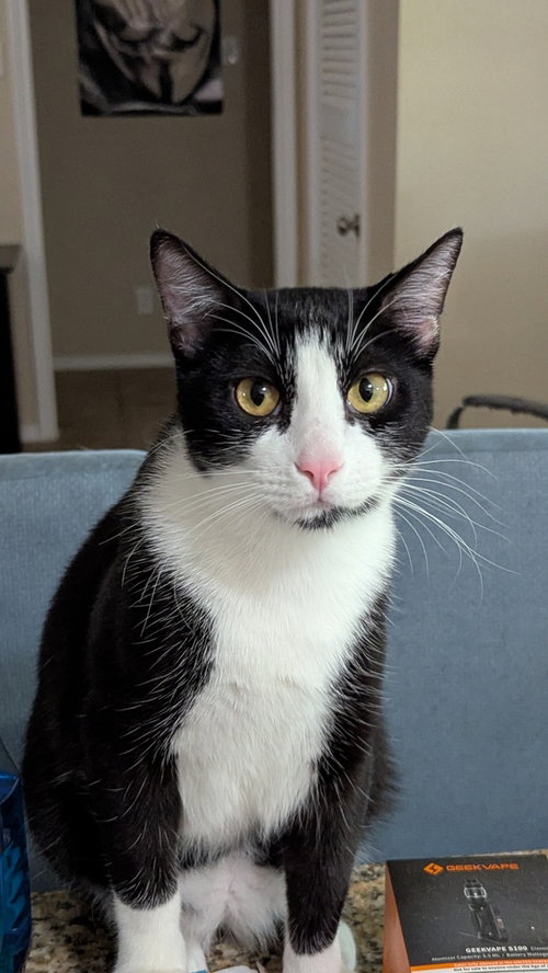 HERMES - Domestic Short Hair / Domestic Short Hair for adoption in Mesquite