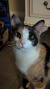 adoptable Cat in  named Ghost