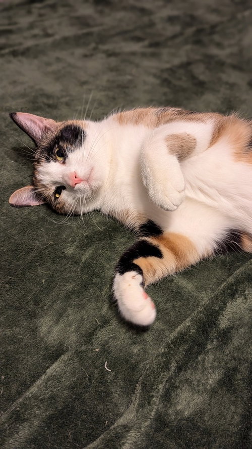 GHOST - Calico / Domestic Short Hair available for adoption