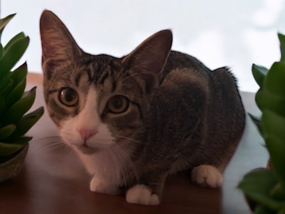 adoptable Cat in Dallas, TX named Nadja