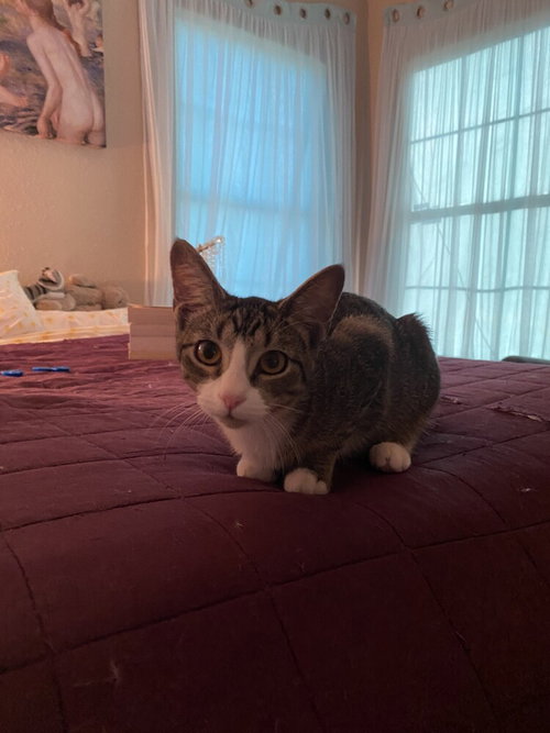 NADJA - Domestic Short Hair / Domestic Short Hair available for adoption